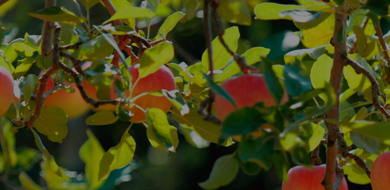 Оur_garden